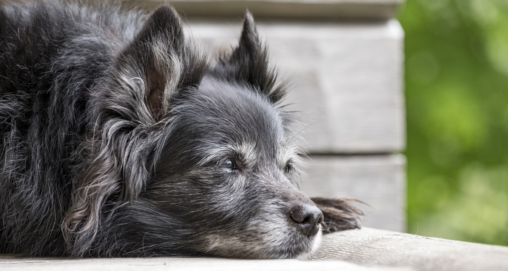 Old Dog Suddenly playful and Interactive? REVEALED! 