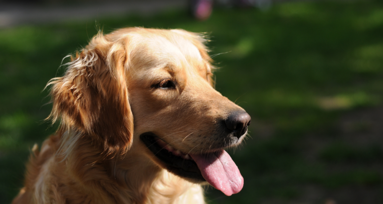 Should Golden Retrievers Be Shaved? – 8 Things You Should Know! 