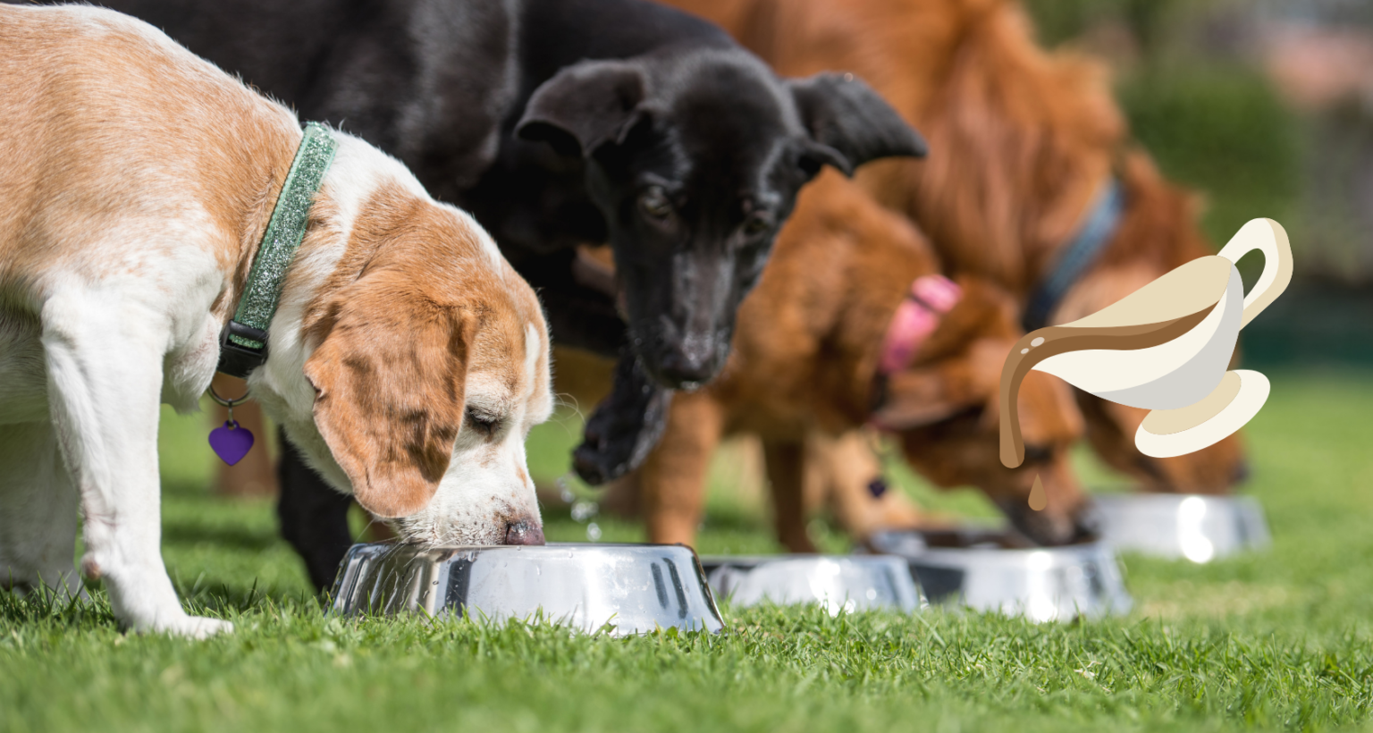 can-dogs-eat-gravy-not-what-you-think-barkmind