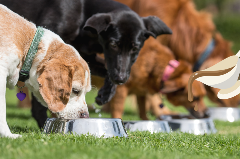 Is Gravy Bad For Dogs