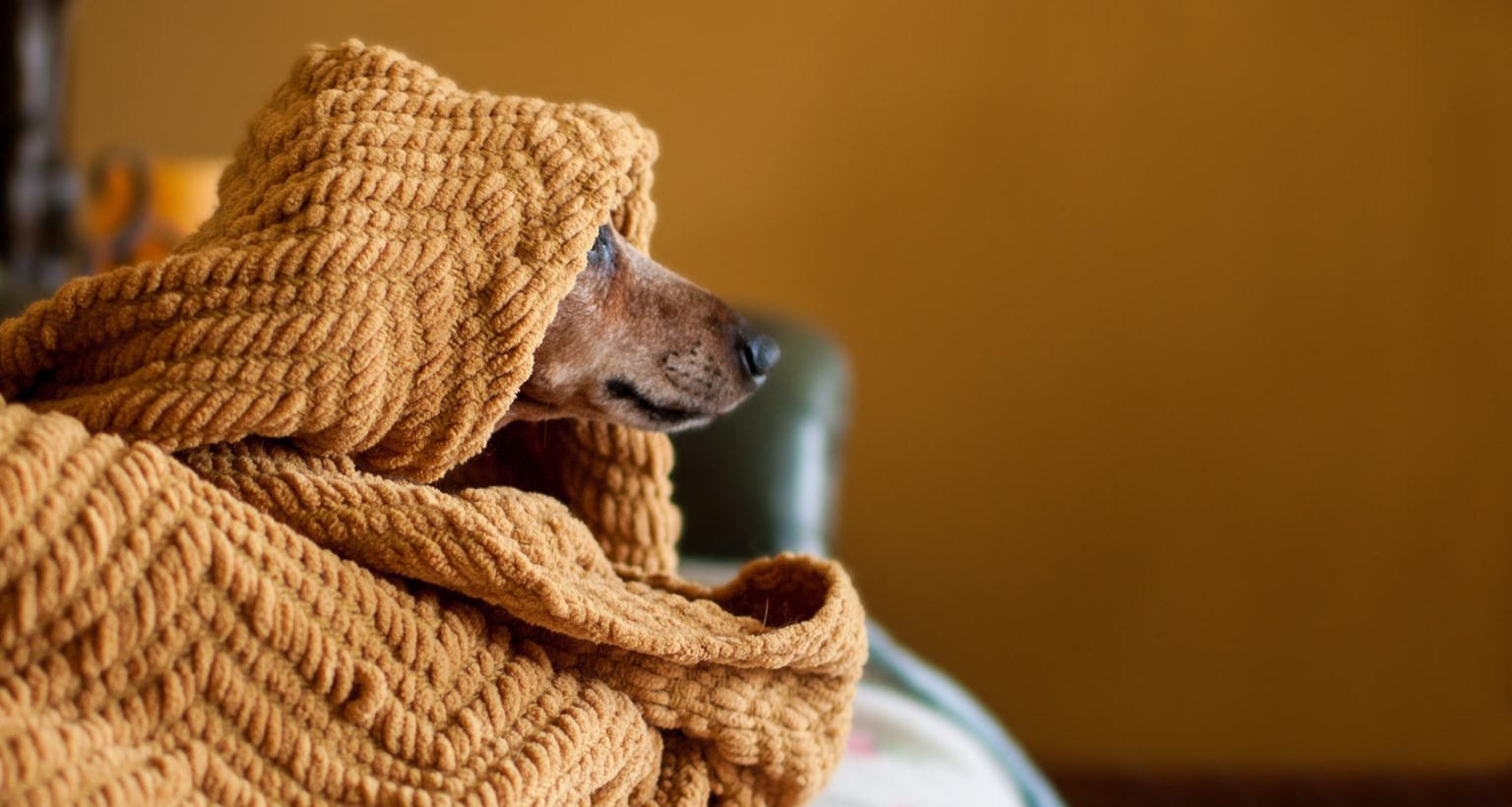 Natural Supplements and Support For Dogs With Cushing's - Facebook