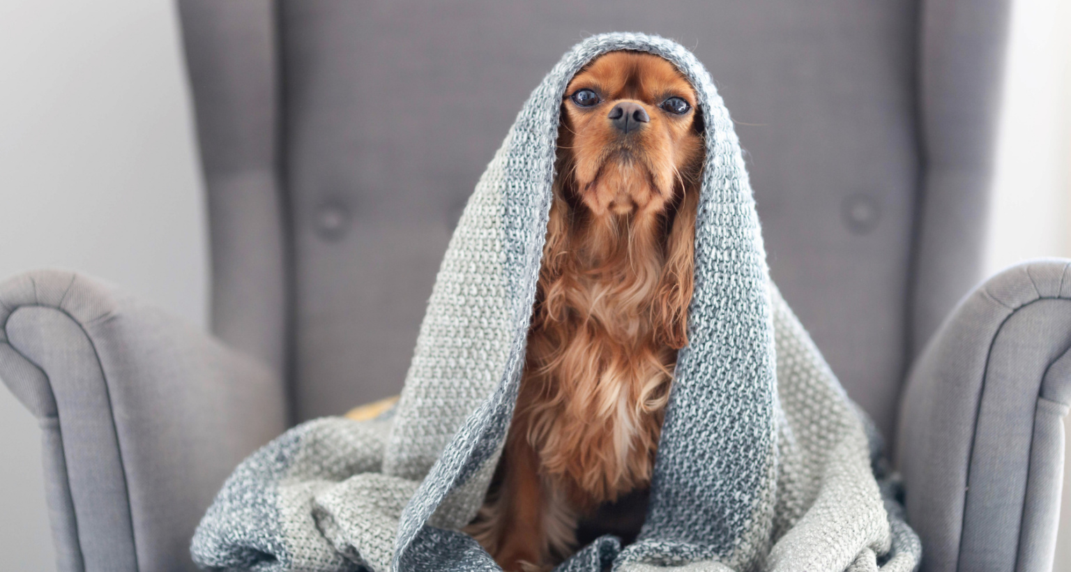 My Dog Ate Part of My Blanket? What Do I Do Now? Barkmind