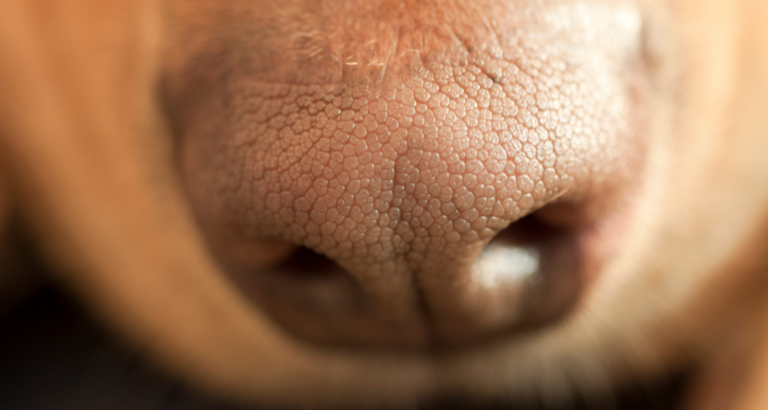 Can Dogs Break Their Nose? Vet Answers 