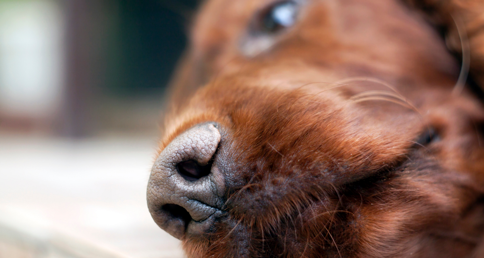 Can Dogs Break Their Nose? Vet Answers - Barkmind