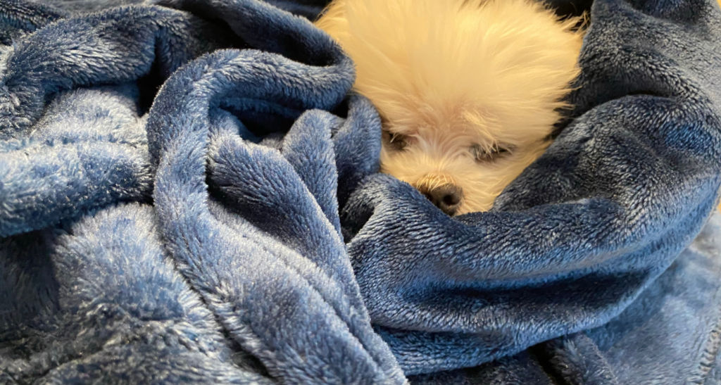 My Dog Ate Part of My Blanket? What Do I Do Now? Barkmind