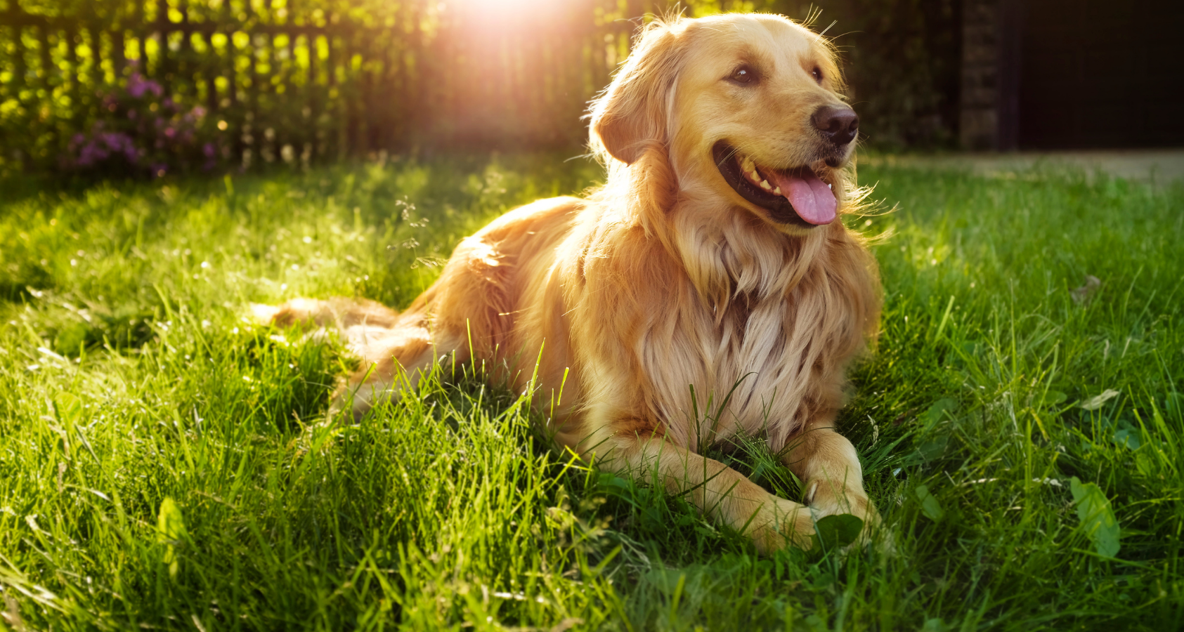 Should Golden Retrievers Be Shaved? - 8 Things You Should Know! 