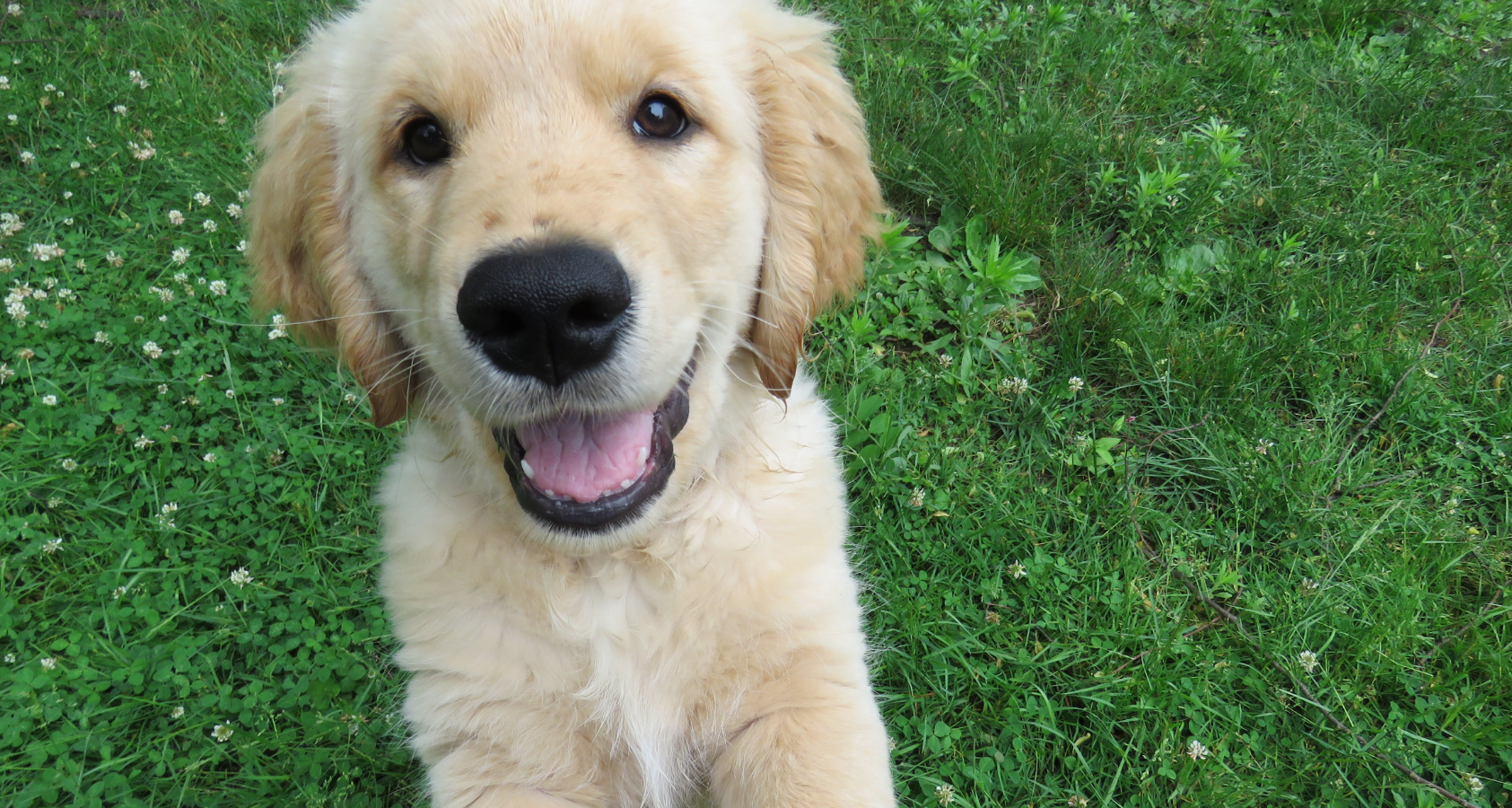Should Golden Retrievers Be Shaved? - 8 Things You Should Know! 