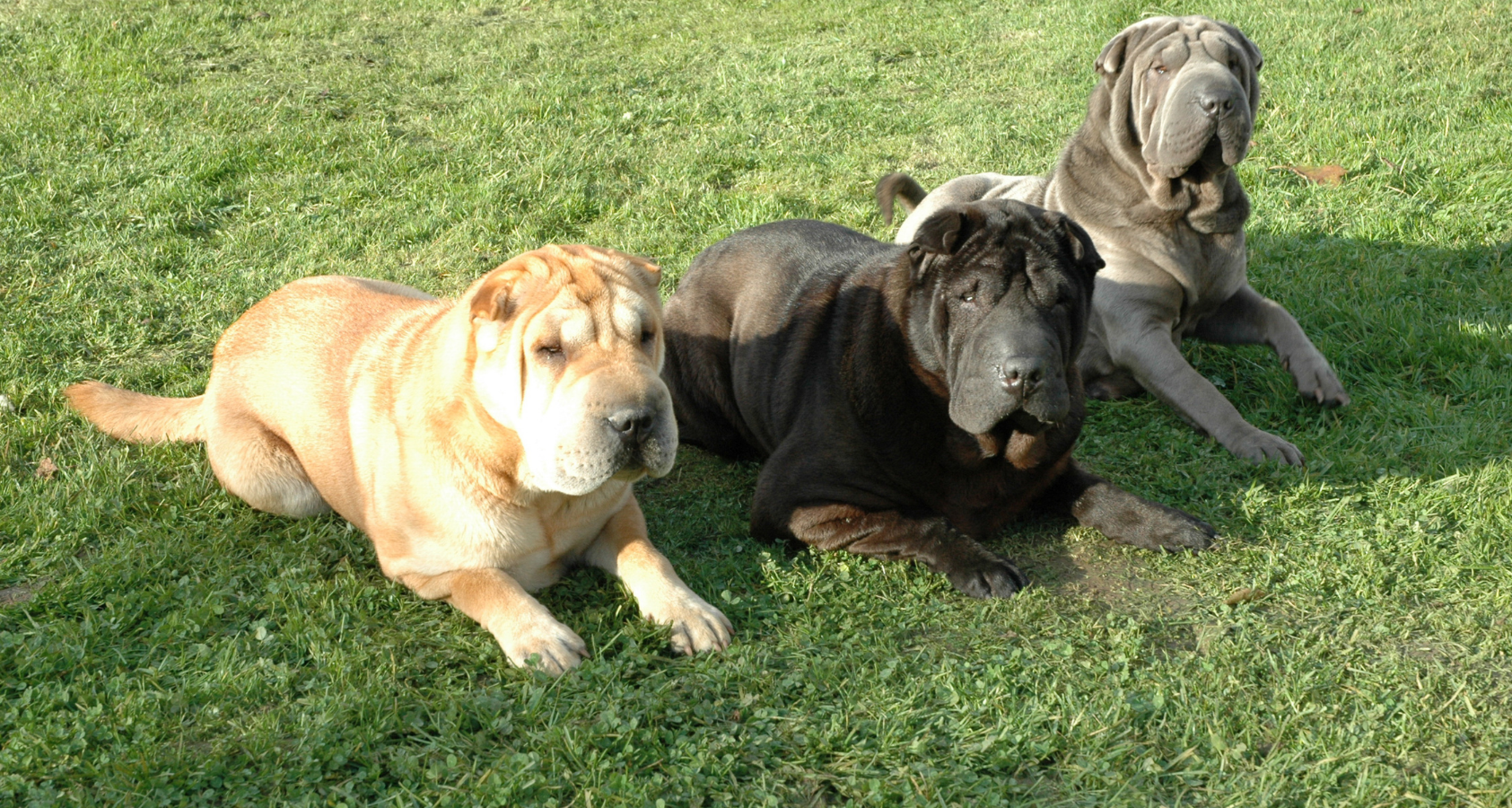 Are Shar Peis Hypoallergenic? Will Shock You!