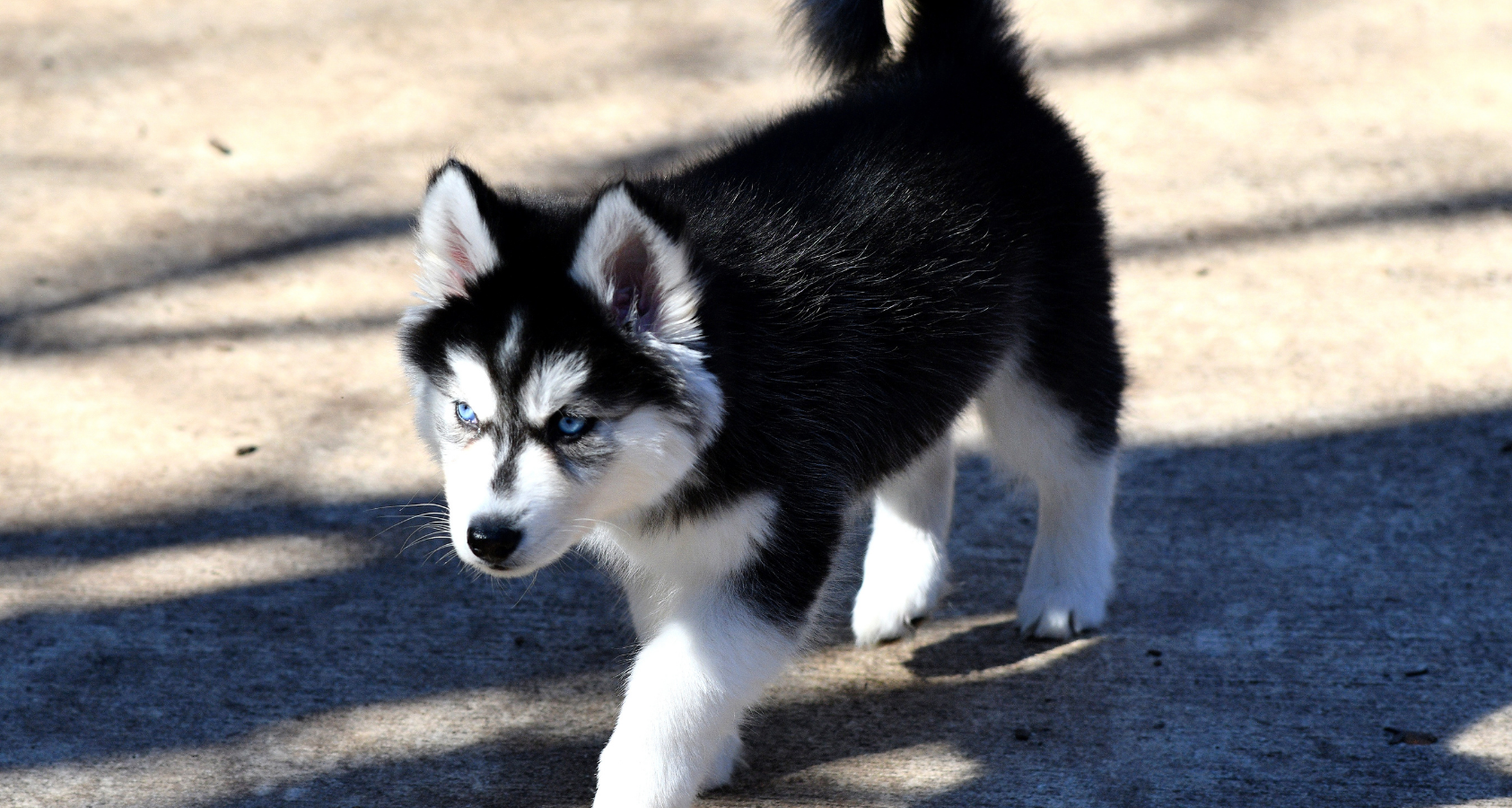 Baby Husky Puppies - What You Need To Know