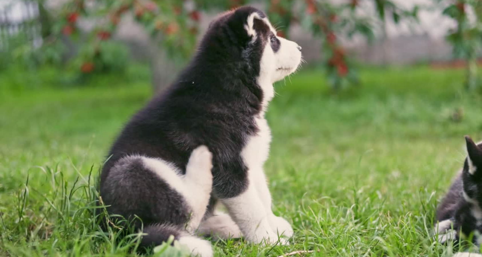 Baby Husky Puppies - What You Need To Know