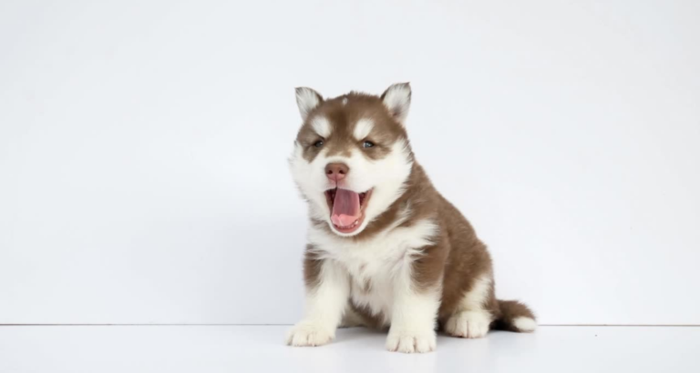 Baby Husky Puppies – What You Need To Know
