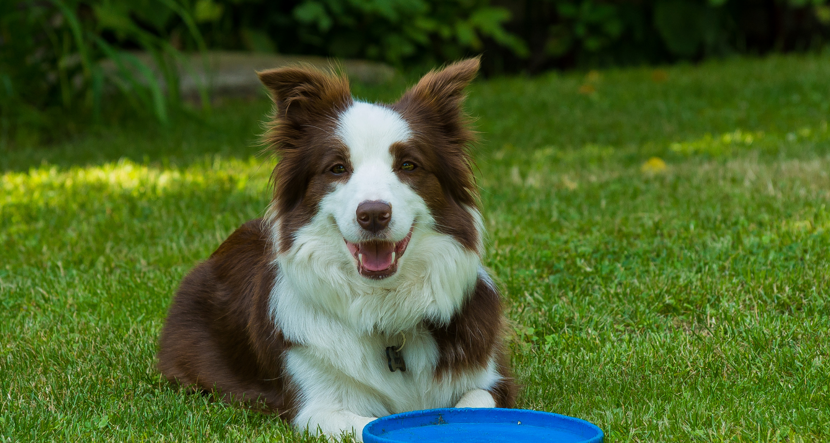 Why Are Border Collies So Smart? The Smartest Dog Breed?