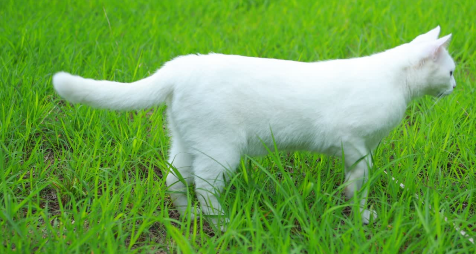 Can Cat Grass Kits Save Your Houseplants from Your Cat?