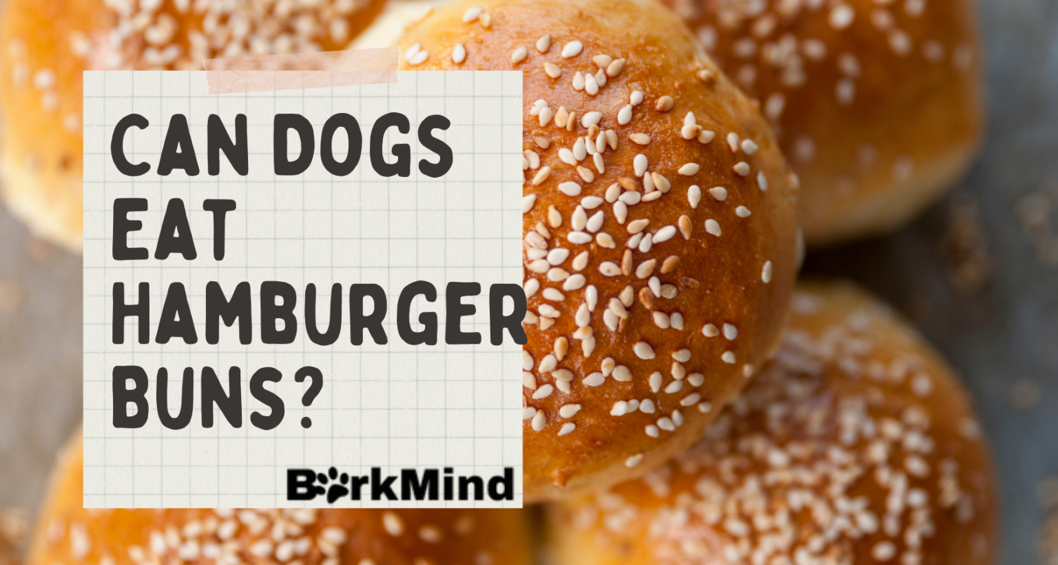 Can Dogs Eat Hamburger Buns? A Vet's Answer Barkmind