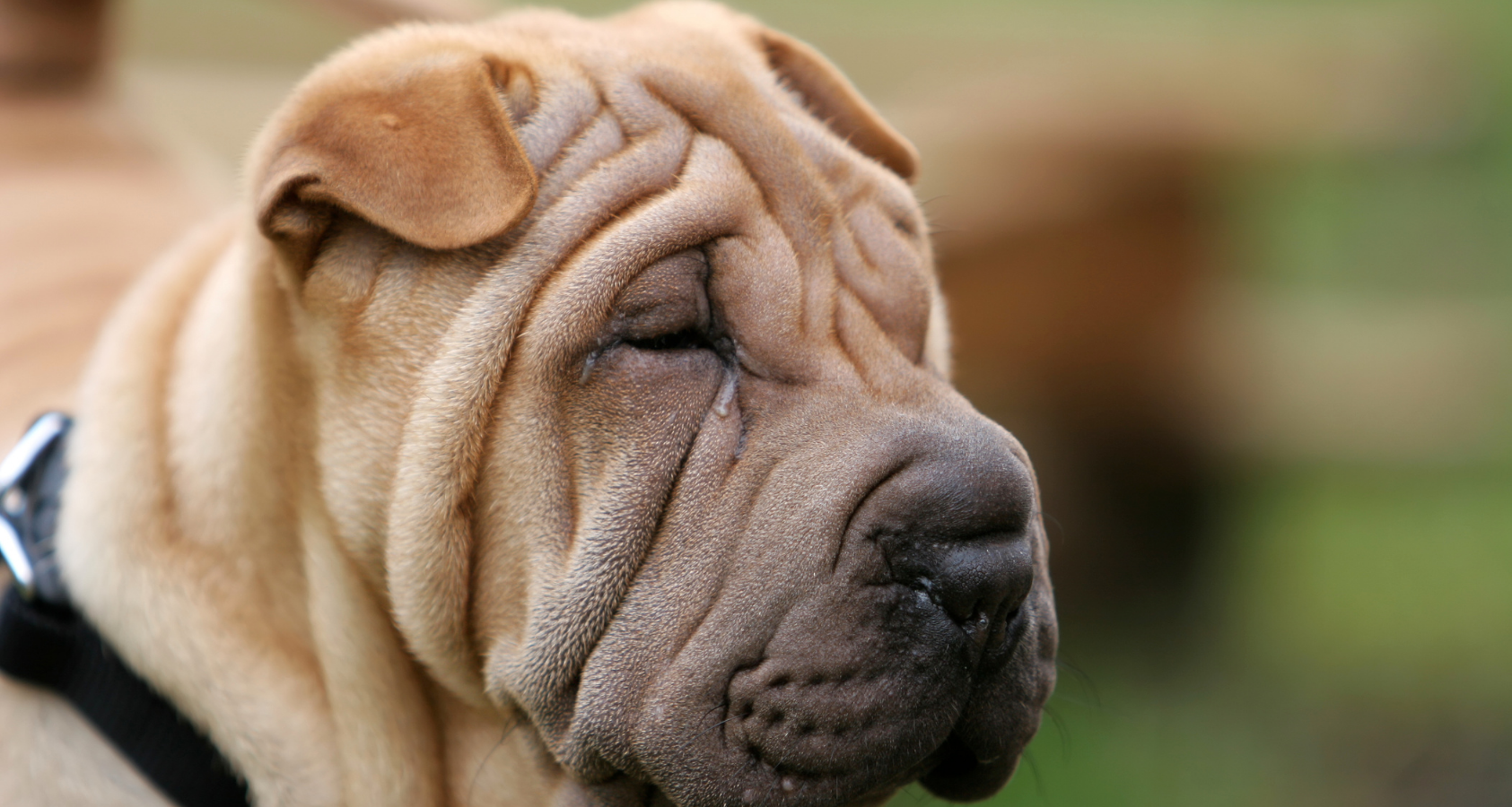 Are Shar Peis Hypoallergenic? Will Shock You!