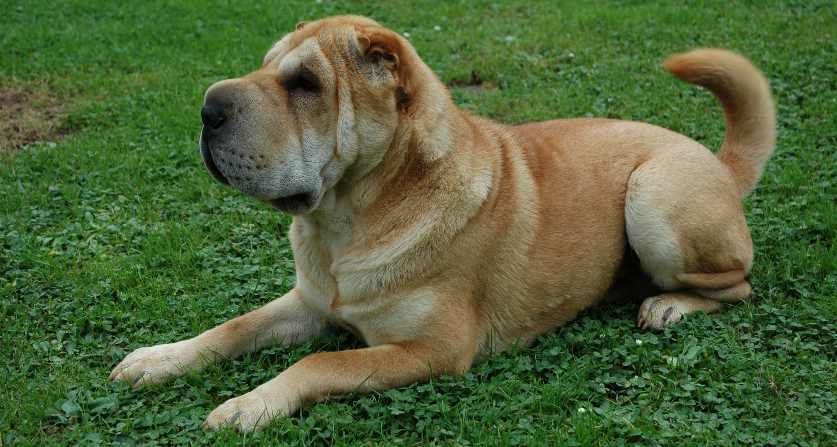 Are Shar Peis Hypoallergenic? Will Shock You!