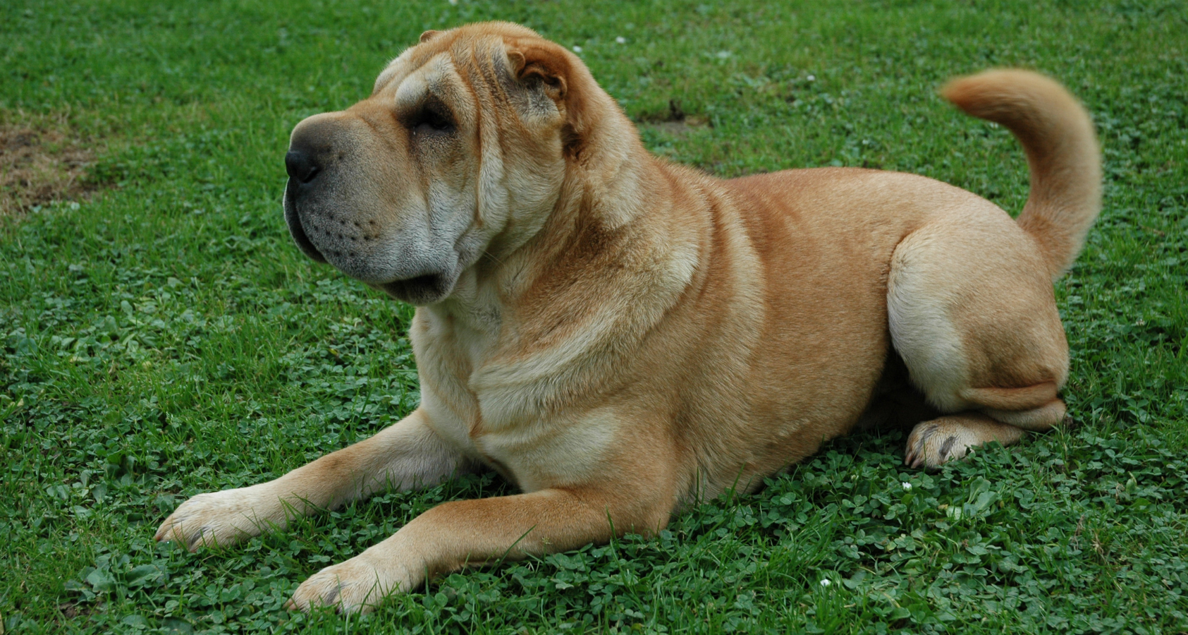 are chinese shar pei hypoallergenic