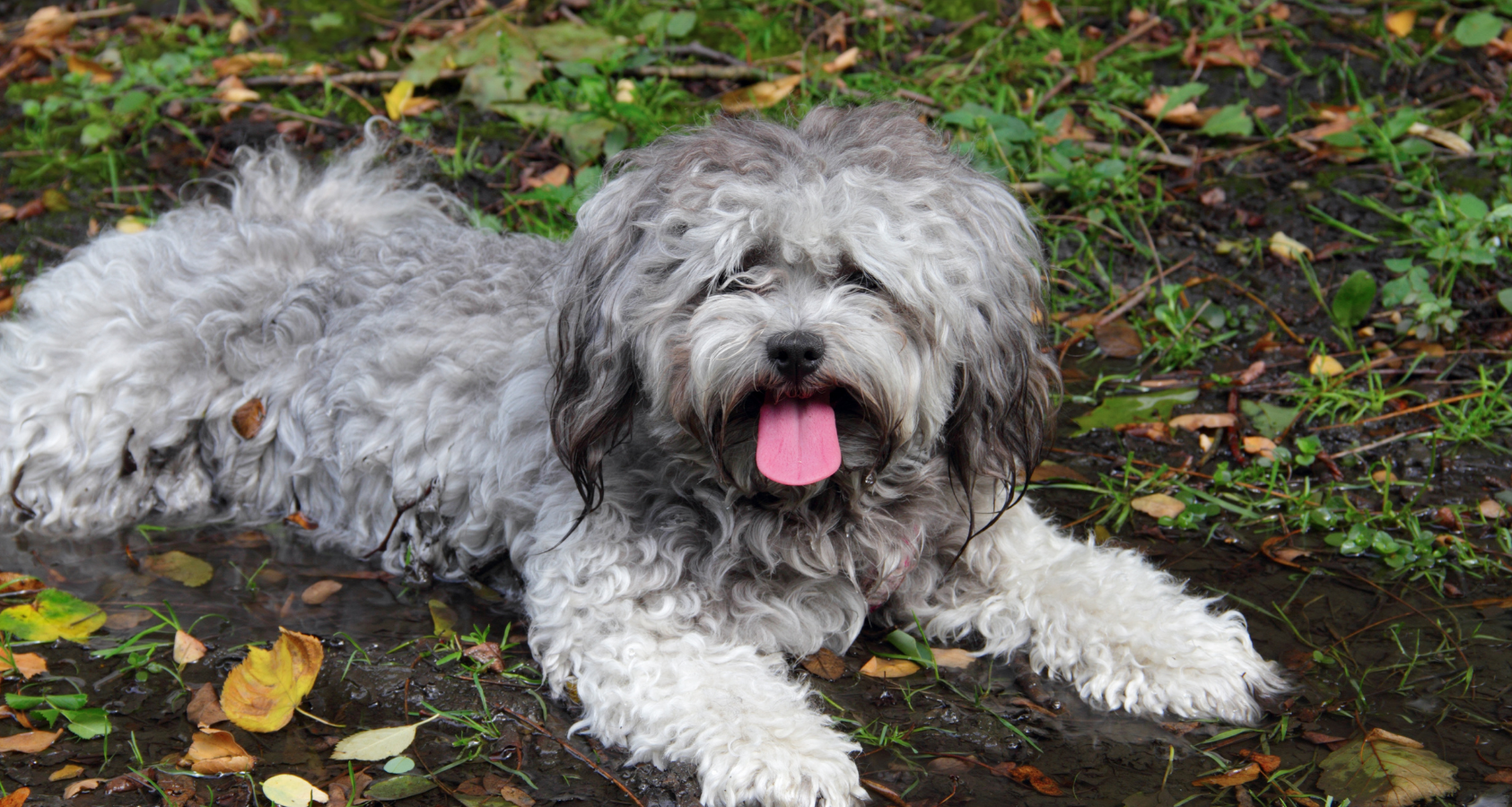 Is Pea Gravel Safe for dogs? | Landscaping Rocks