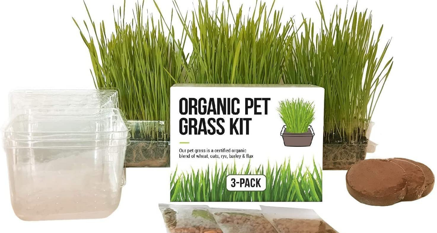Can Cat Grass Kits Save Your Houseplants from Your Cat?