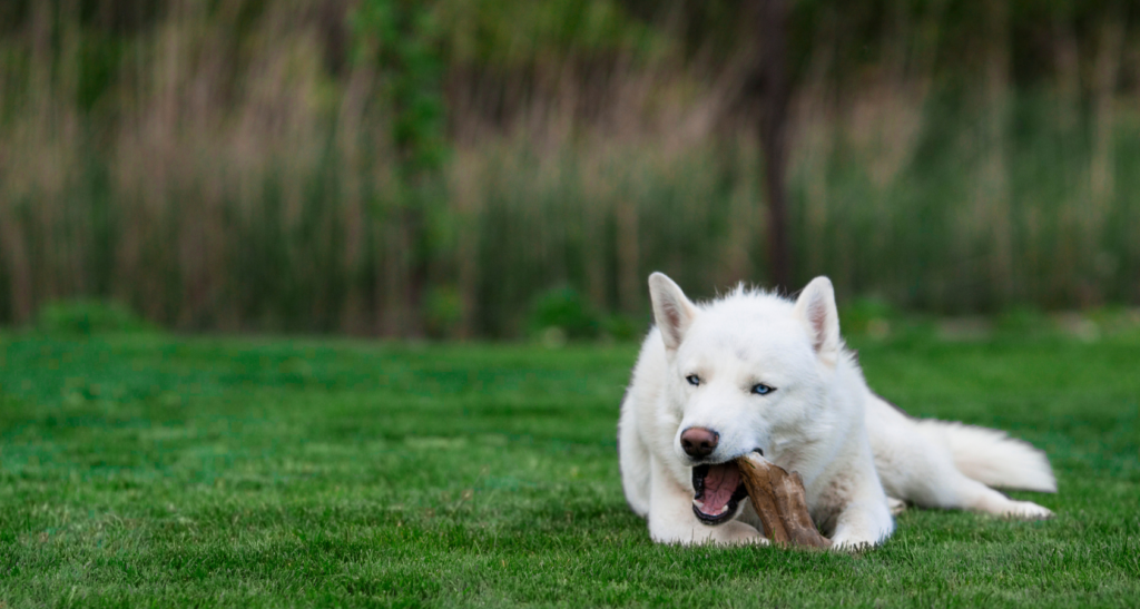 Are Airheads Safe for Dogs To Eat?