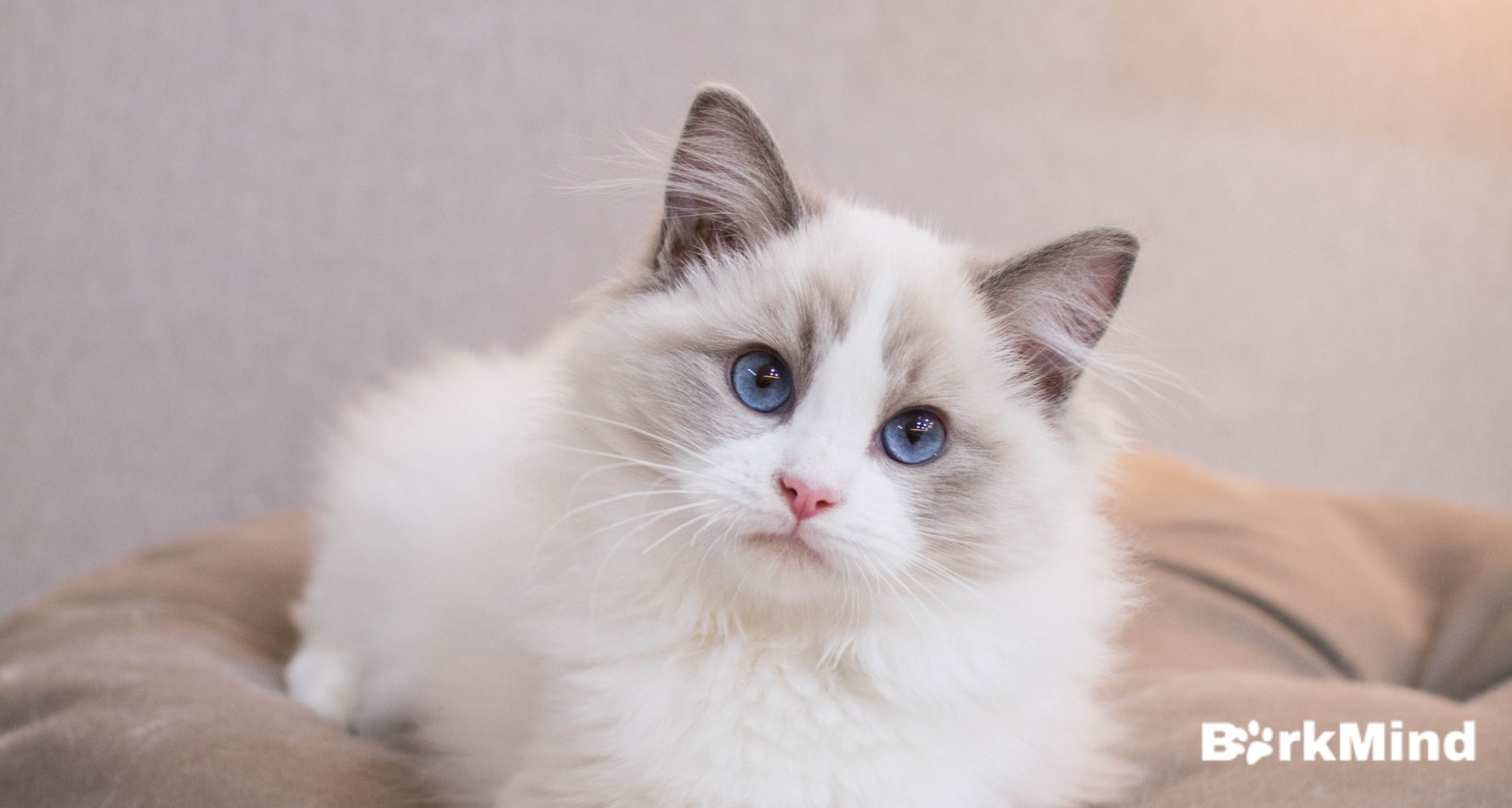 Are Ragdoll Cats Hypoallergenic? What You Need To Know 