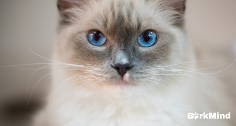 Are Ragdoll Cats Hypoallergenic? What You Need To Know 