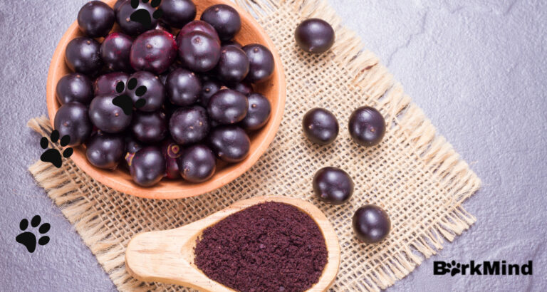Can Dogs Eat Acai Berries? Toxic?