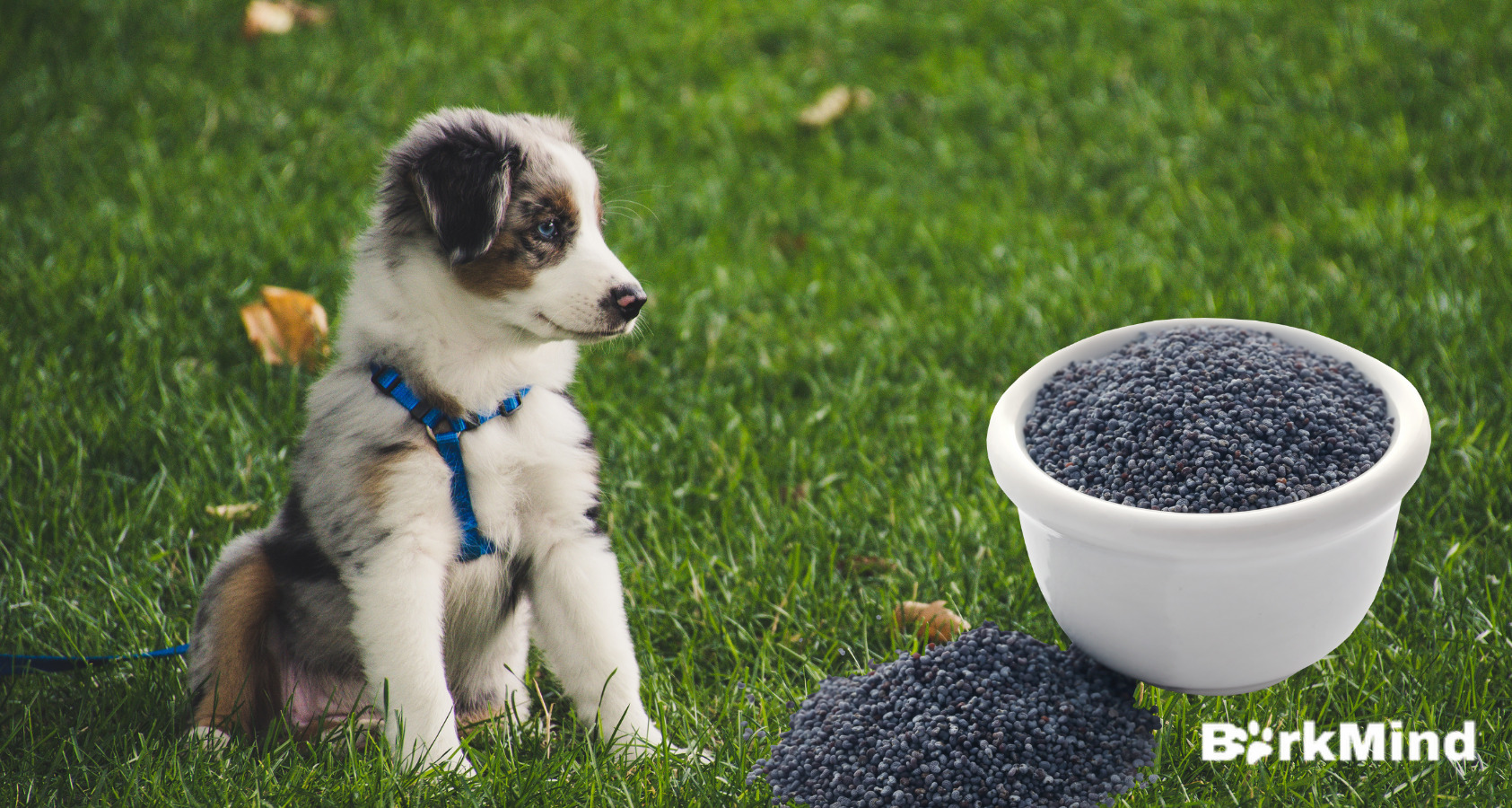 Can Dogs Eat Poppy Seeds? Surprising!  