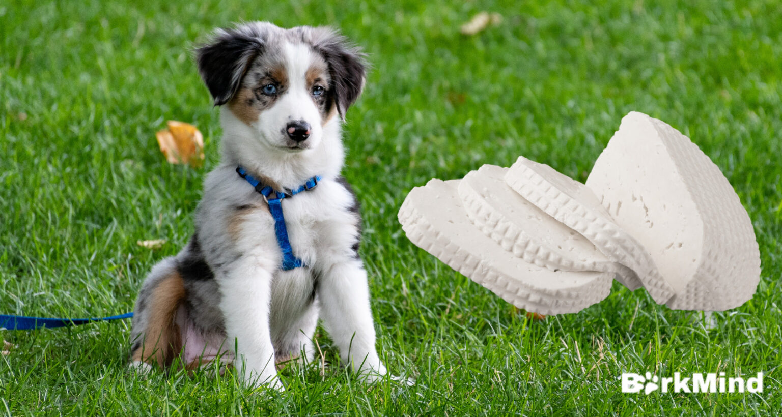 Can Dogs Eat Chorizo? Not Expected Barkmind