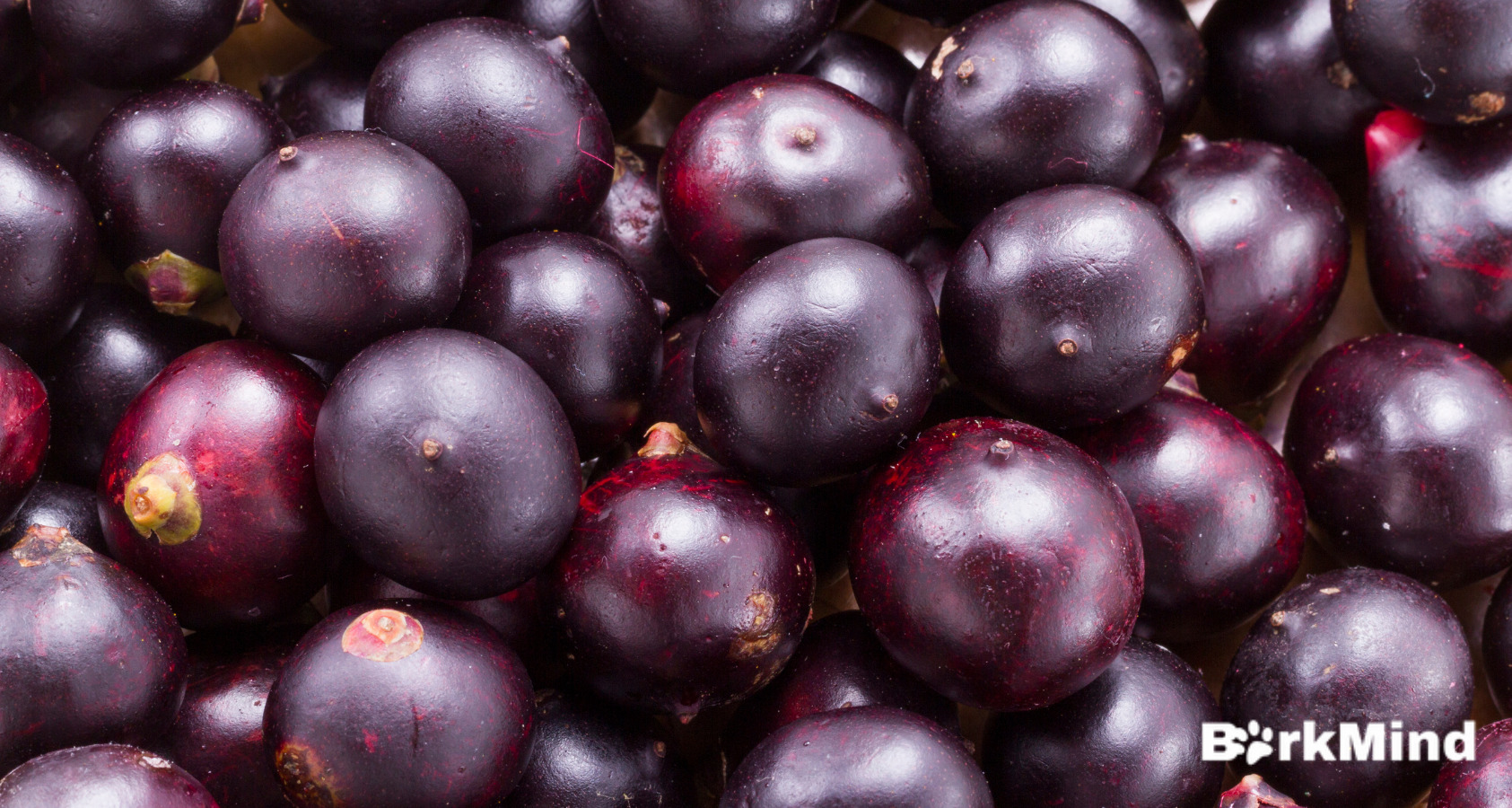 Can Dogs Eat Acai Berries? Toxic?