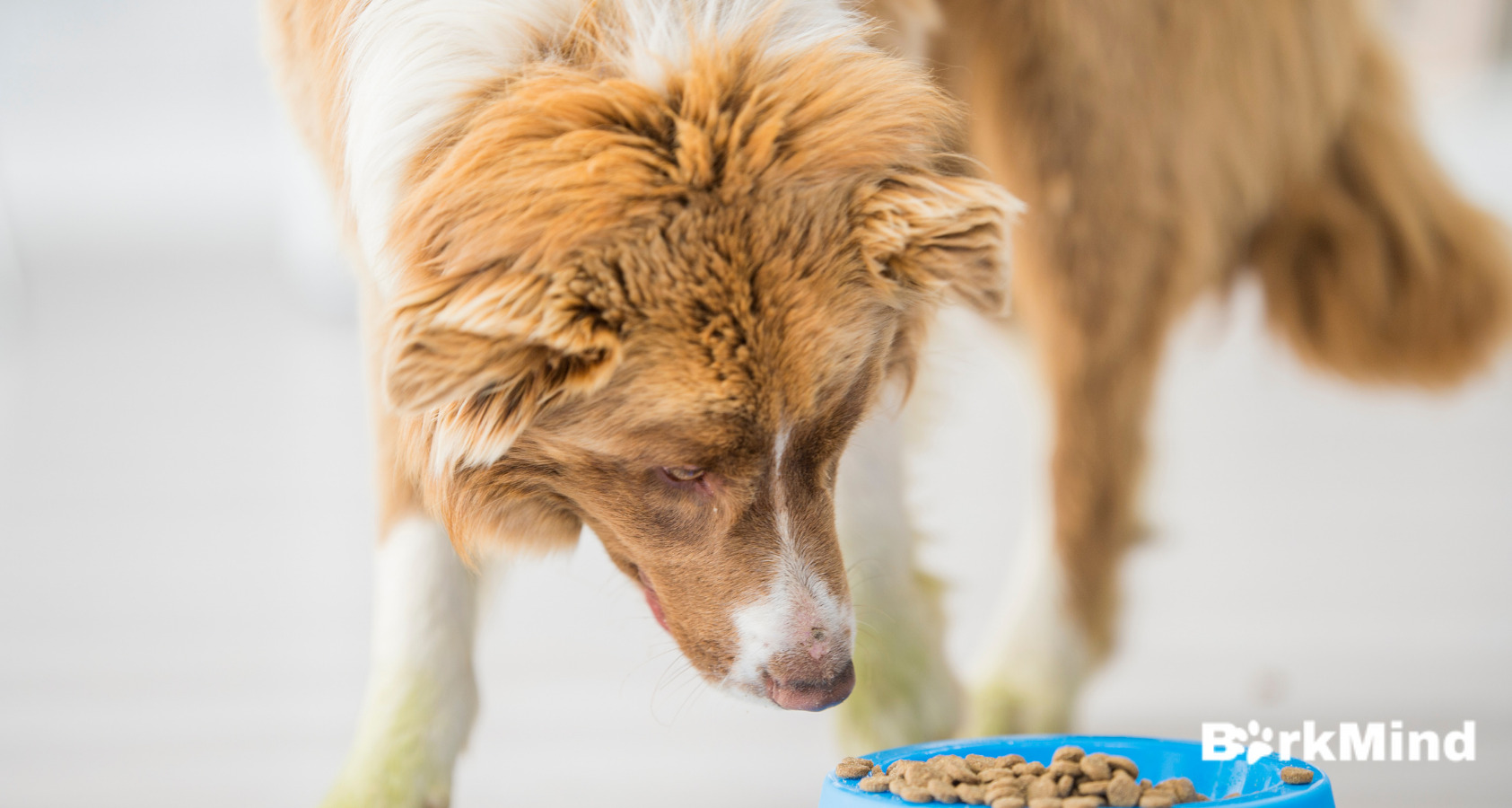 How to Fatten Up Your Dog? 10 Weight Gain Tips 
