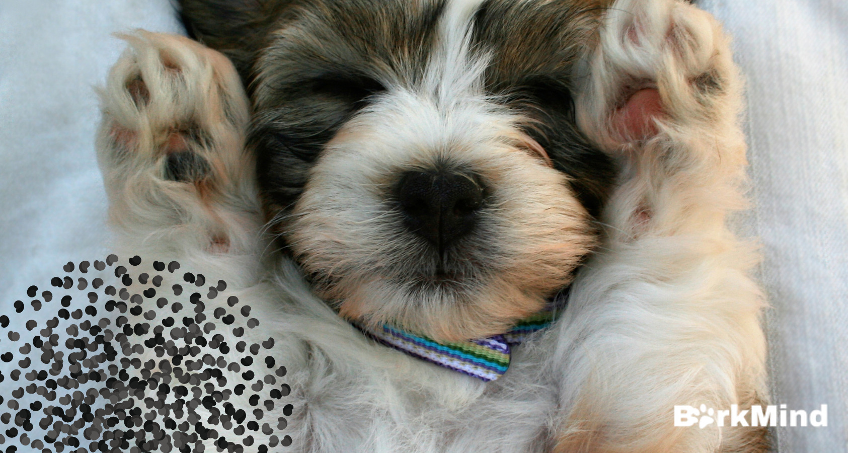 Can Dogs Eat Poppy Seeds? Surprising!  