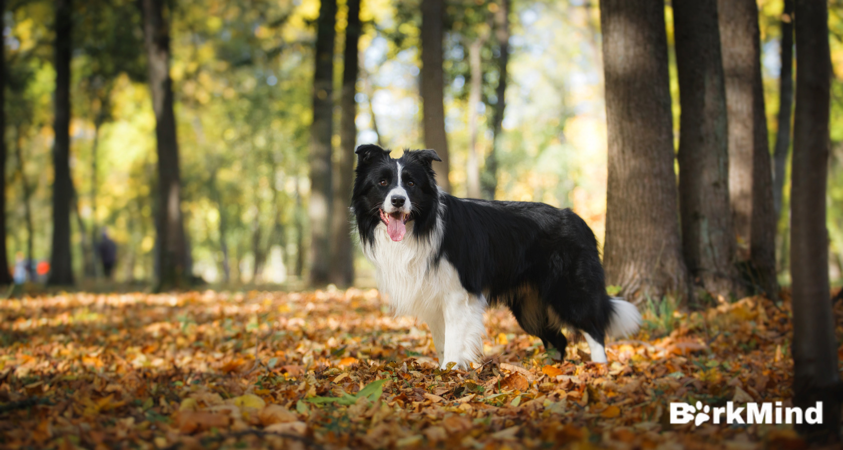 Are Border Collies Hypoallergenic? NEED TO KNOW!