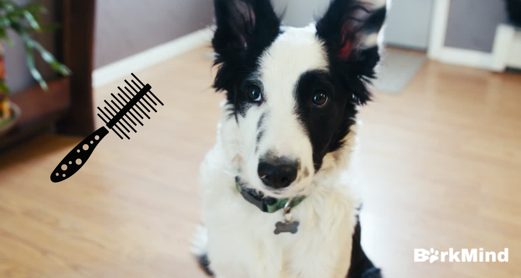 Are Border Collies Hypoallergenic? NEED TO KNOW!