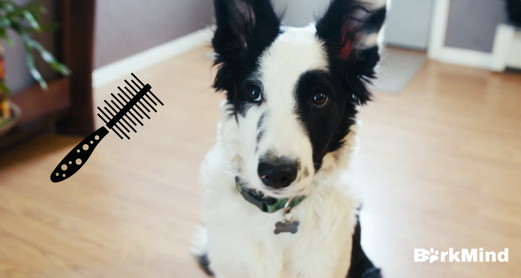 are border collie lab mixed hypoallergenic