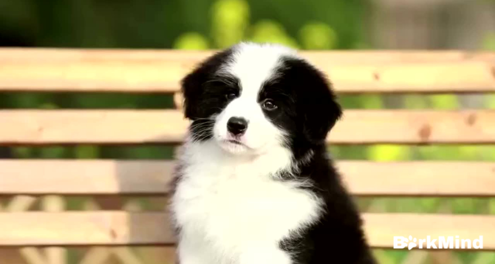 Why Are Border Collies So Smart? The Smartest Dog Breed?