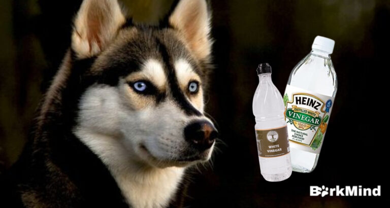 Is Vinegar Safe For Dogs? | Full Guide