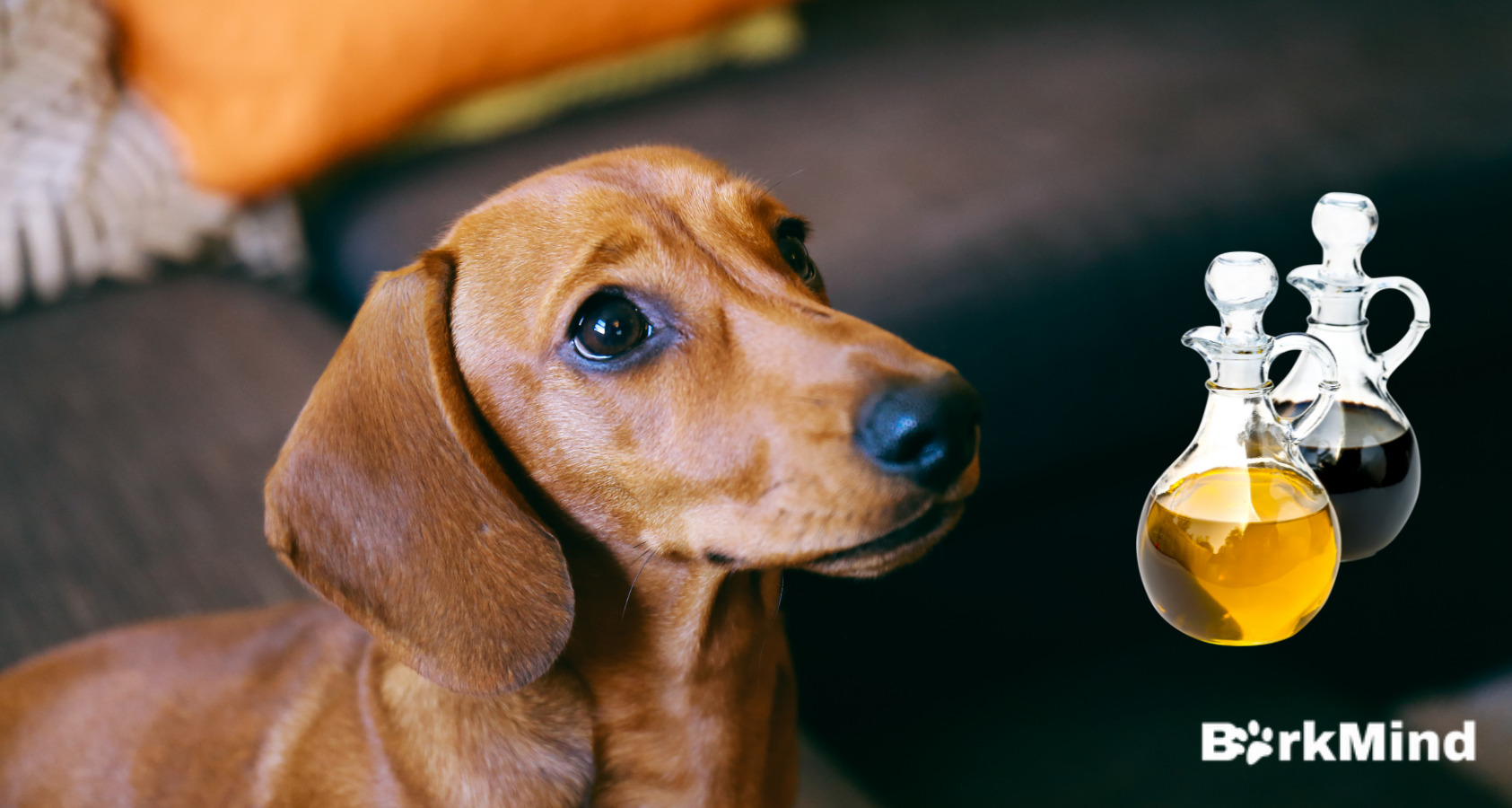 Is Vinegar Safe For Dogs? | Full Guide