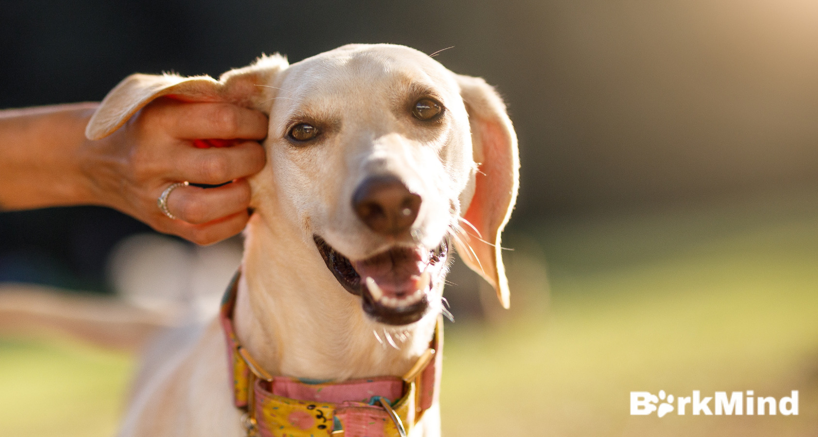 Dogs Ear Wax and Ears. What's the Deal?