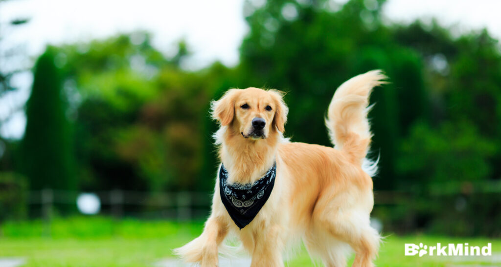 Do Golden Retrievers Shed 15 Tips To Reduce Shedding   Golden Retriever  1024x547 