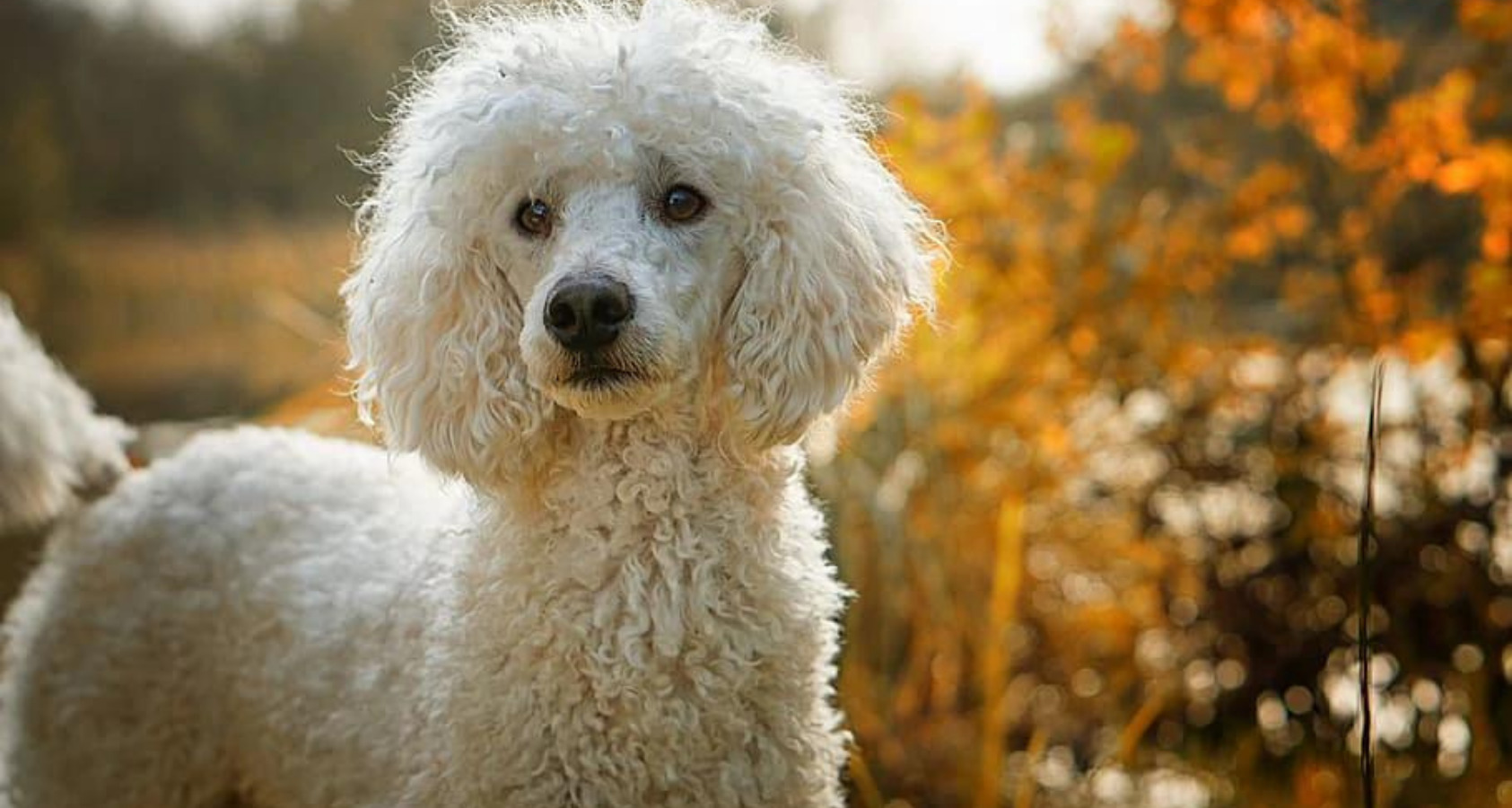 Full Guide: To Owning a Poodle Puppy