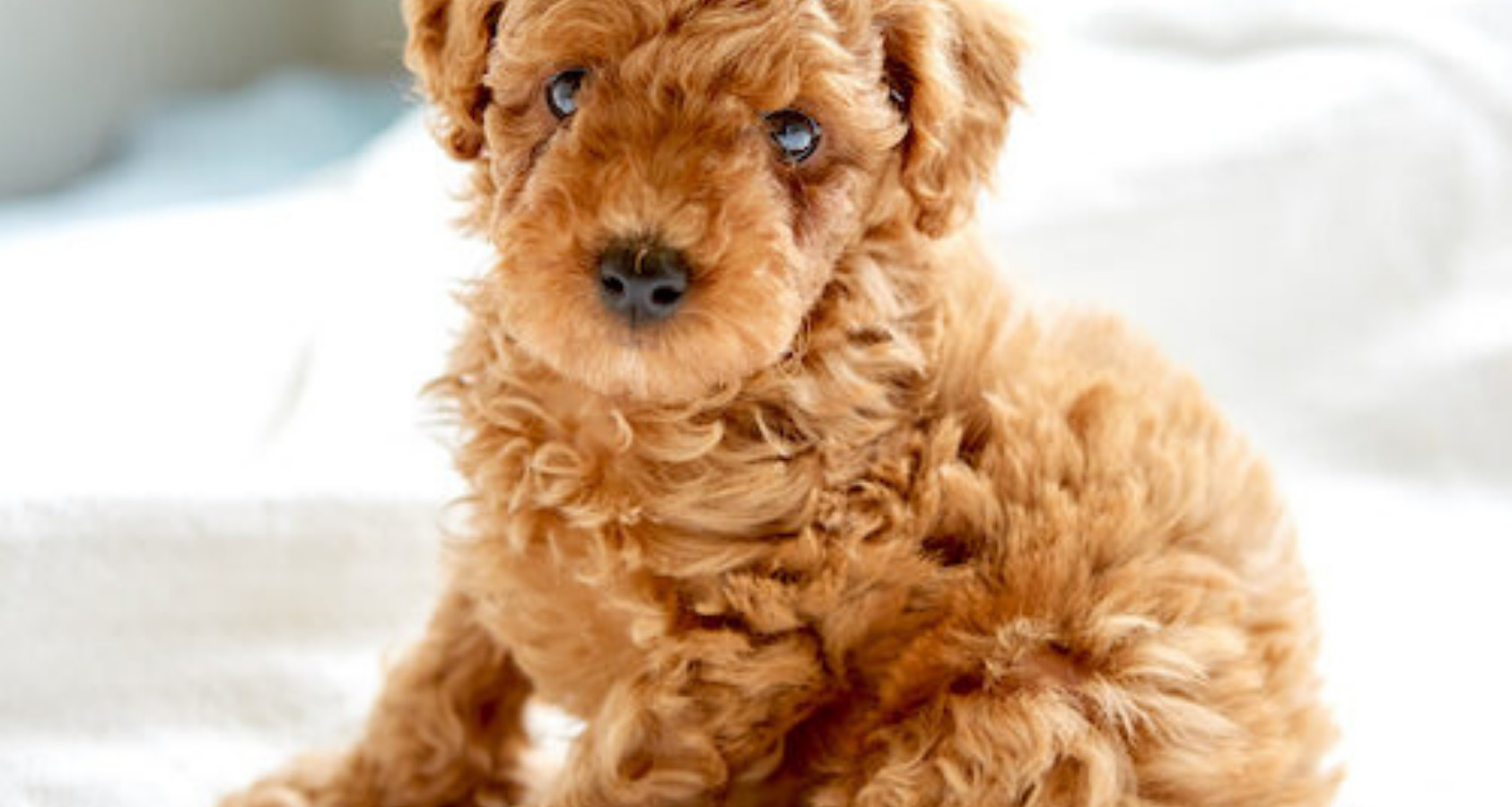 Full Guide: To Owning a Poodle Puppy