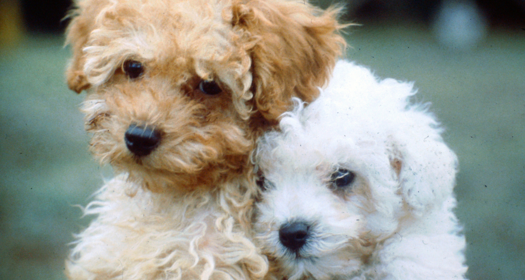 Full Guide: To Owning a Poodle Puppy