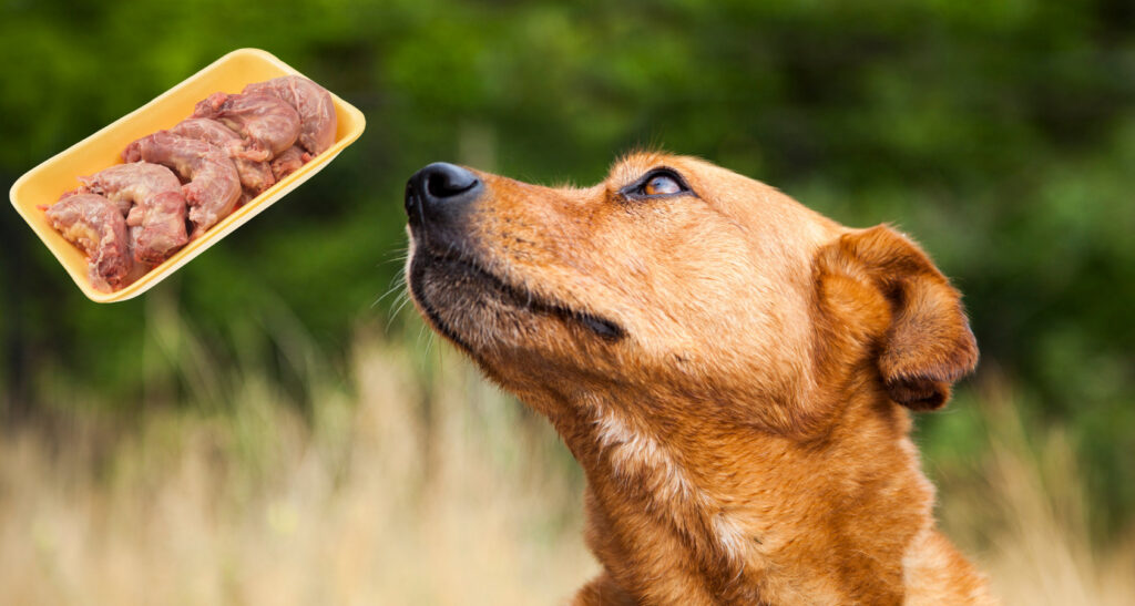 Are Boiled Chicken Necks Safe For Dogs