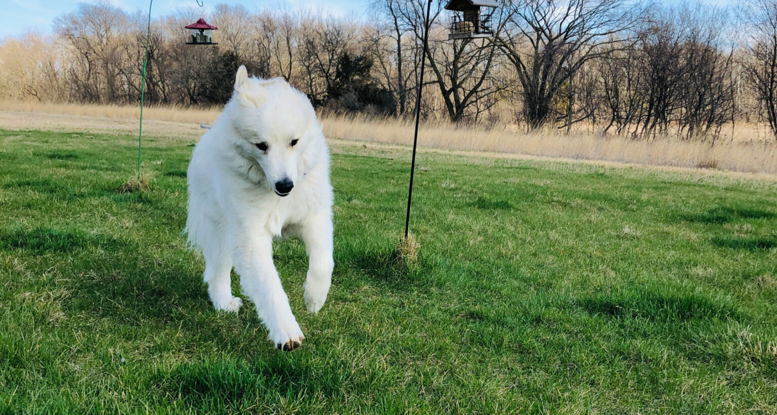 Great Pyrenees and Double Dew Claws Barkmind