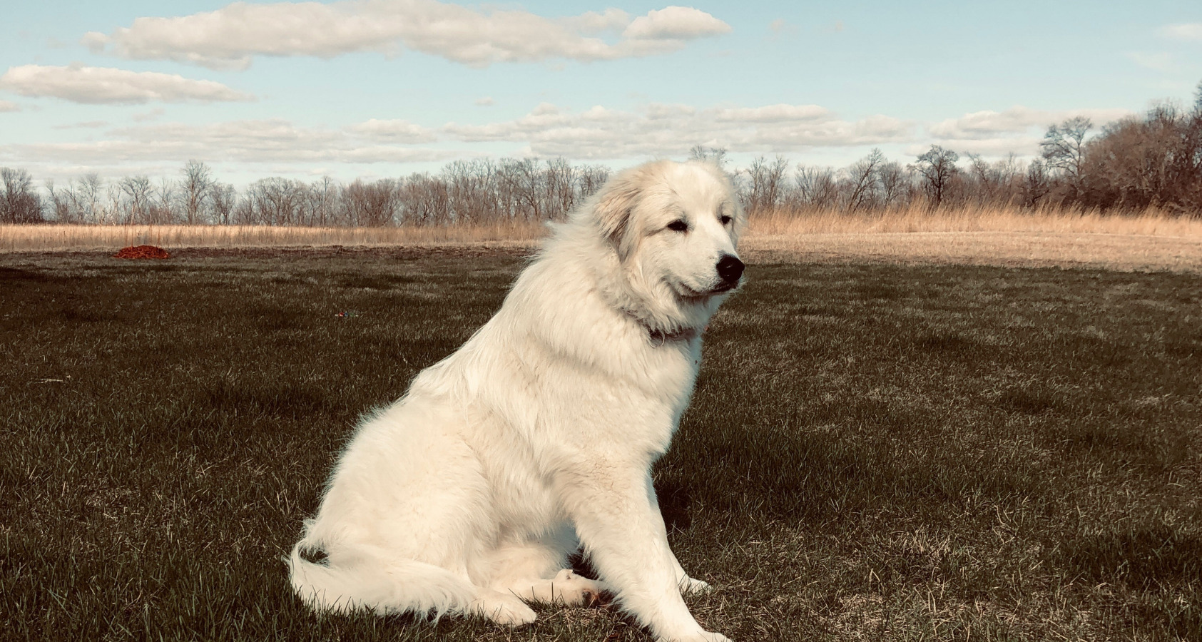Great Pyrenees and Double Dew Claws 