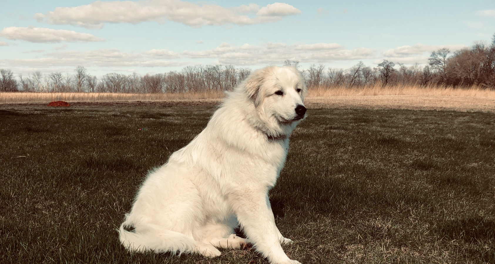 do great pyrenees have 6 toes