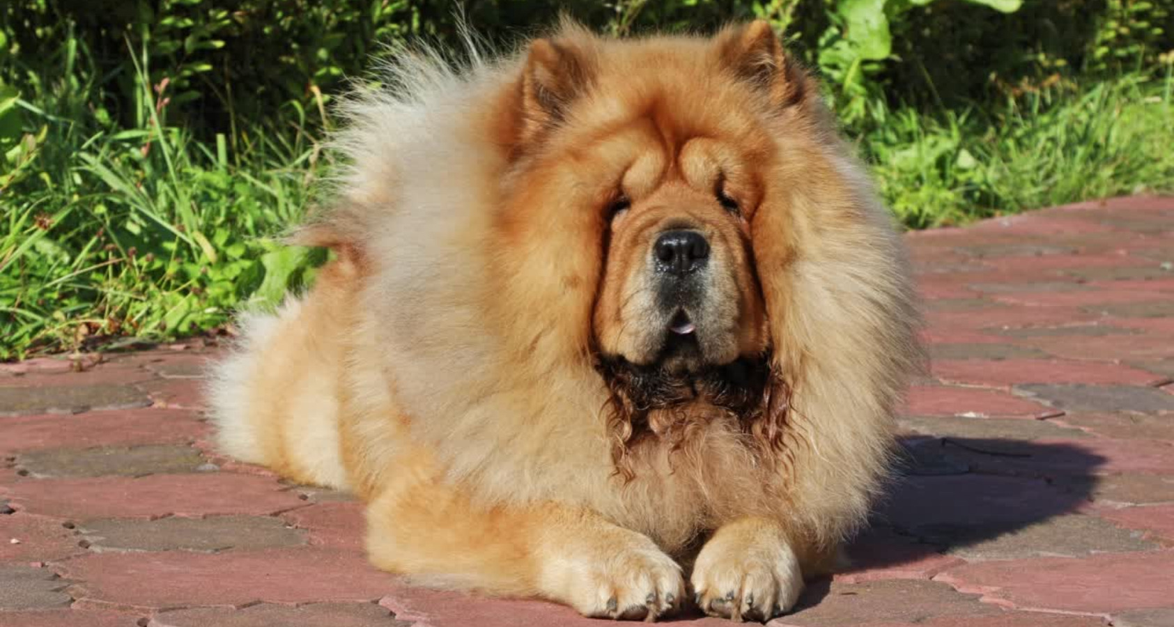 Are Chow Chows Hypoallergenic? 