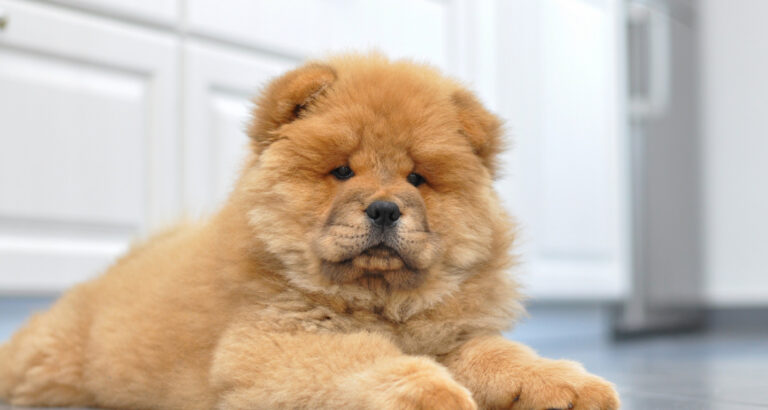How Long do Chow Chows Live: Life Span 