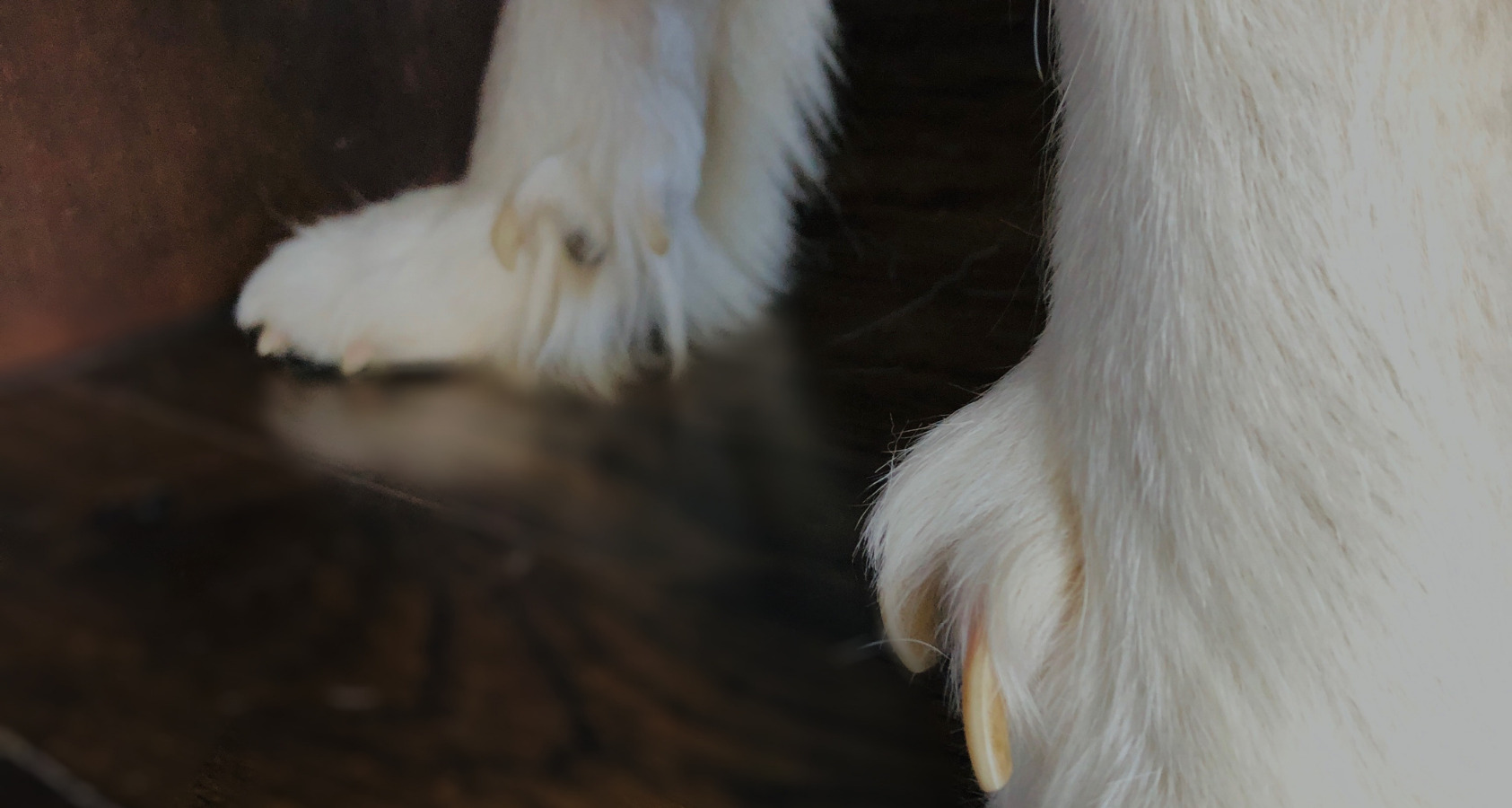 Great Pyrenees and Double Dew Claws 